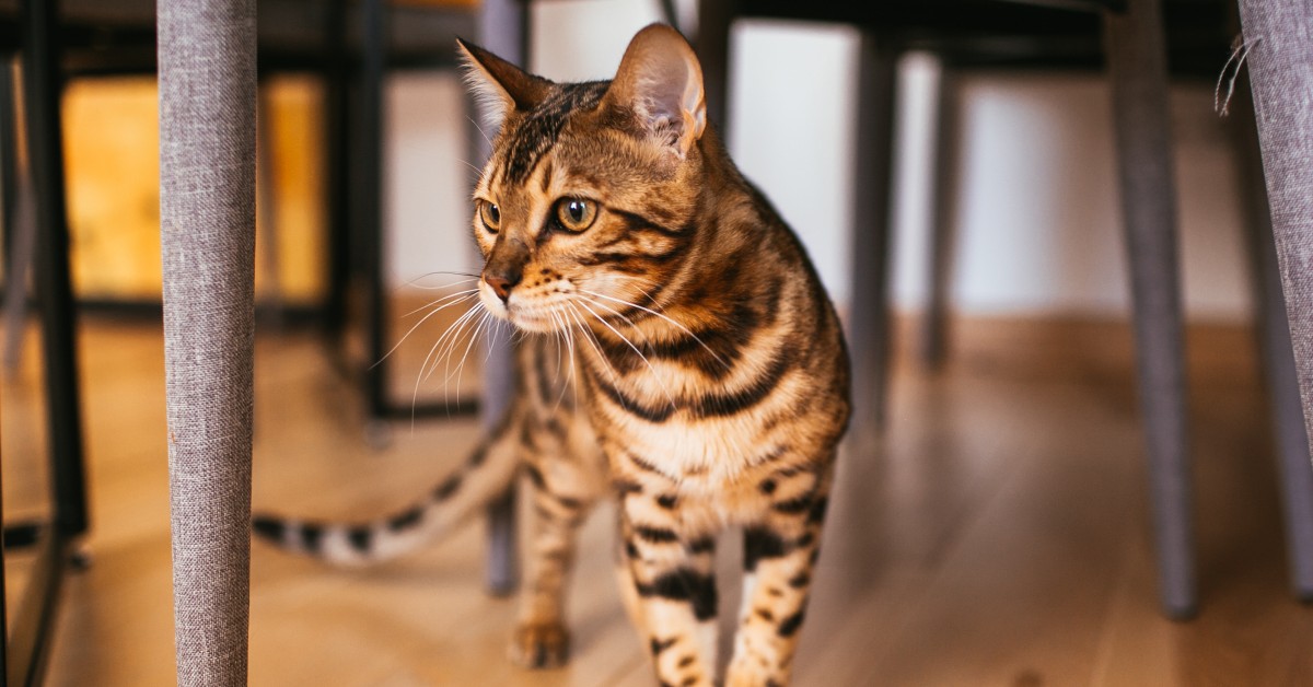 Bengal Cats: Beautiful & Intelligent Hunters
